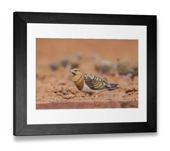 Framed Print : Pin-tailed Sandgrouse (Pterocles alchata) on a farmers field