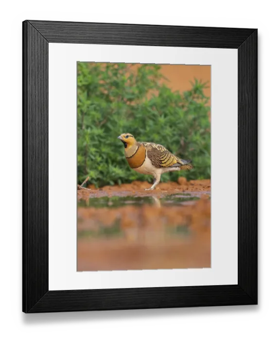 Framed Print : Pin-tailed Sandgrouse (Pterocles alchata) on a farmers field at a water pool