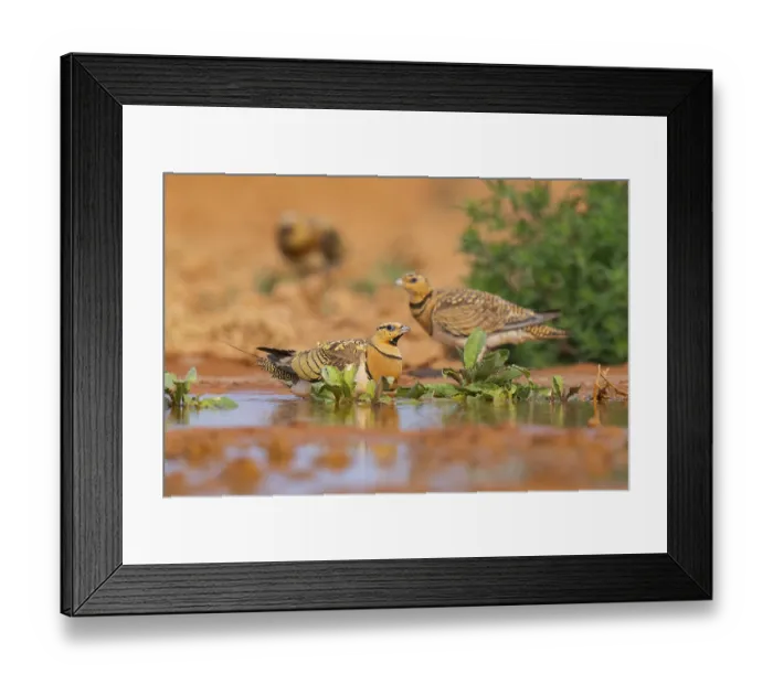 Framed Print : Pin-tailed Sandgrouse (Pterocles alchata) on a farmers field at a water pool