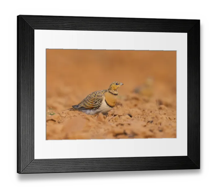 Framed Print : Pin-tailed Sandgrouse (Pterocles alchata) on a farmers field