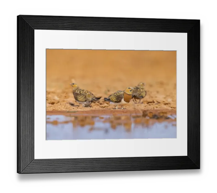 Framed Print : Pin-tailed Sandgrouse (Pterocles alchata) on a farmers field at a water pool