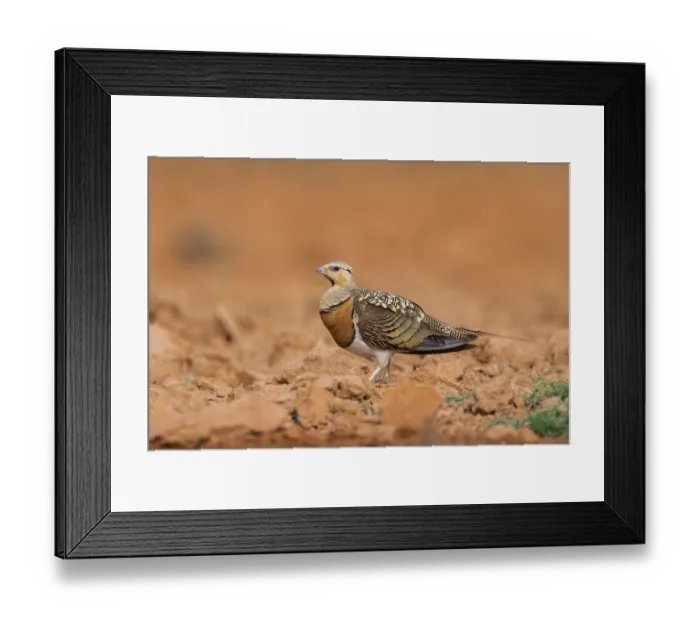 Framed Print : Pin-tailed Sandgrouse (Pterocles alchata) on a farmers field