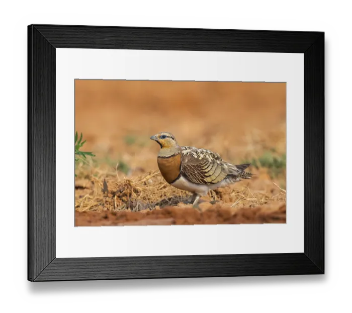Framed Print : Pin-tailed Sandgrouse (Pterocles alchata) on a farmers field Framed Print : Pin-tailed Sandgrouse (Pterocles alchata) on a farmers field