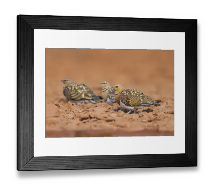 Framed Print : Pin-tailed Sandgrouse (Pterocles alchata) on a farmers field