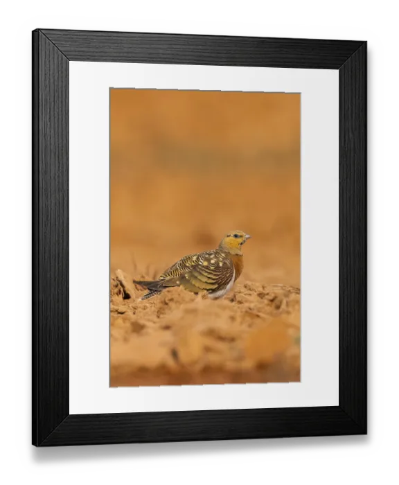 Framed Print : Pin-tailed Sandgrouse (Pterocles alchata) on a farmers field Framed Print : Pin-tailed Sandgrouse (Pterocles alchata) on a farmers field