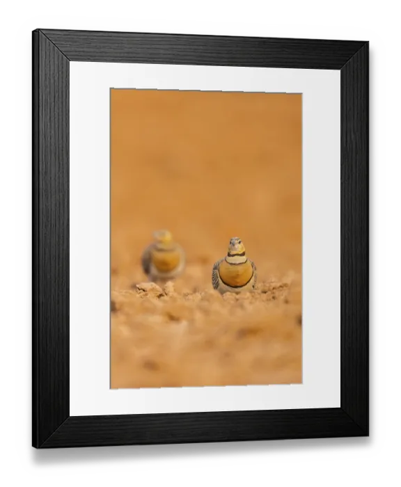 Framed Print : Pin-tailed Sandgrouse (Pterocles alchata) on a farmers field Framed Print : Pin-tailed Sandgrouse (Pterocles alchata) on a farmers field