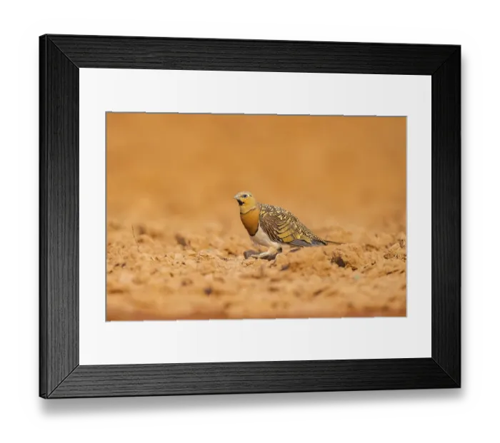 Framed Print : Pin-tailed Sandgrouse (Pterocles alchata) on a farmers field