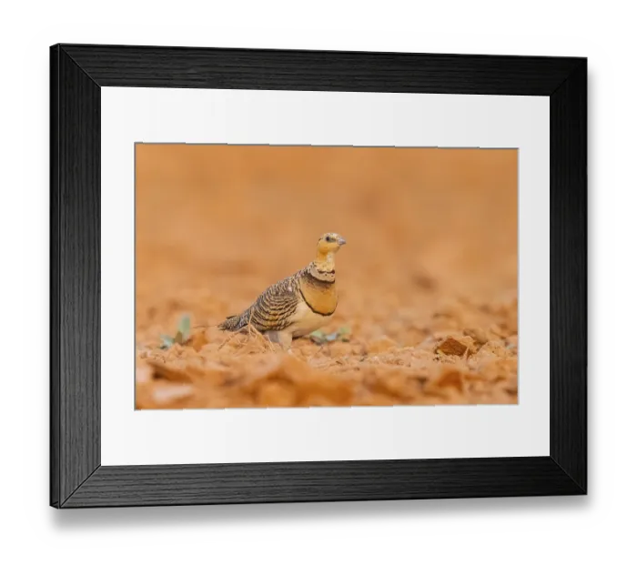 Framed Print : Pin-tailed Sandgrouse (Pterocles alchata) on a farmers field