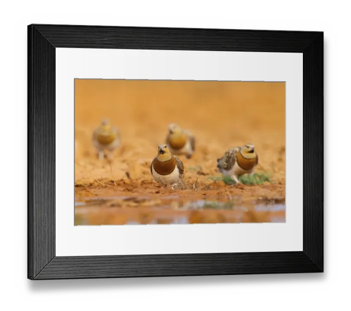 Framed Print : Pin-tailed Sandgrouse (Pterocles alchata) on a farmers field at a water pool Framed Print : Pin-tailed Sandgrouse (Pterocles alchata) on a farmers field at a water pool