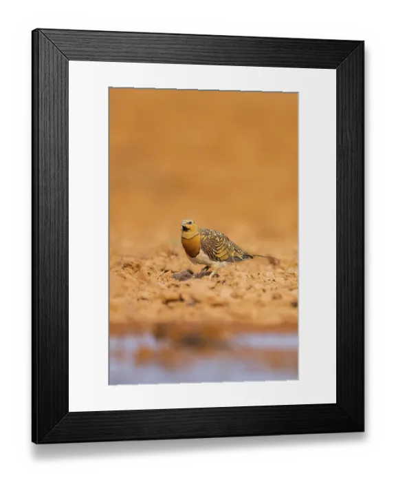 Framed Print : Pin-tailed Sandgrouse (Pterocles alchata) on a farmers field at a water pool