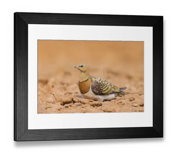 Framed Print : Pin-tailed Sandgrouse (Pterocles alchata) on a farmers field Framed Print : Pin-tailed Sandgrouse (Pterocles alchata) on a farmers field