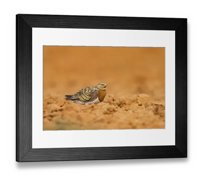 Framed Print : Pin-tailed Sandgrouse (Pterocles alchata) on a farmers field