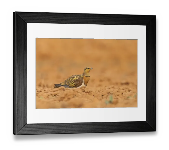 Framed Print : Pin-tailed Sandgrouse (Pterocles alchata) on a farmers field Framed Print : Pin-tailed Sandgrouse (Pterocles alchata) on a farmers field