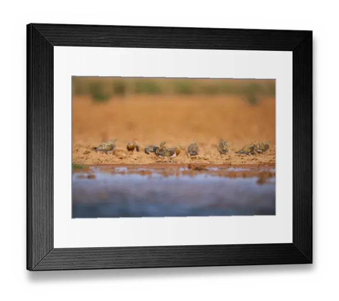 Framed Print : Pin-tailed Sandgrouse (Pterocles alchata) on a farmers field at a water pool Framed Print : Pin-tailed Sandgrouse (Pterocles alchata) on a farmers field at a water pool