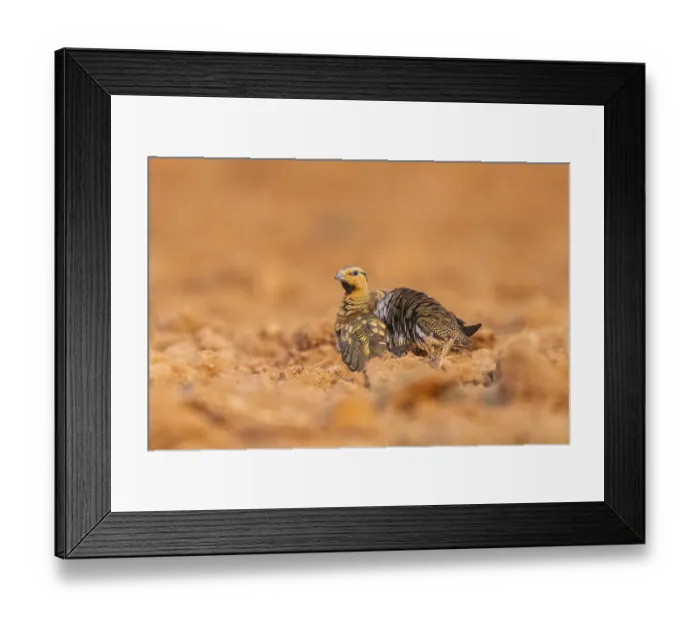 Framed Print : Pin-tailed Sandgrouse (Pterocles alchata) on a farmers field