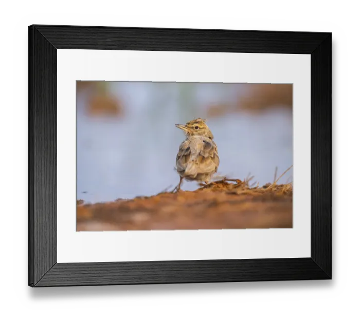 Framed Print : Theclal lark (Galerida theklae) on a farmers field Framed Print : Theclal lark (Galerida theklae) on a farmers field
