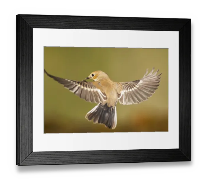Framed Print : European Pied Flycatcher (Ficedula hypoleuca) in flight at a water pool