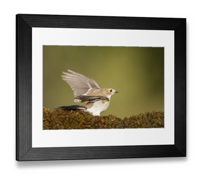 Framed Print : European Pied Flycatcher (Ficedula hypoleuca) in flight at a water pool
