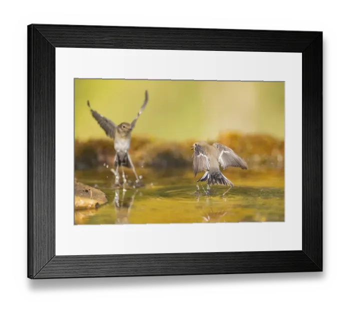 Framed Print : European Pied Flycatcher (Ficedula hypoleuca) in flight at a water pool