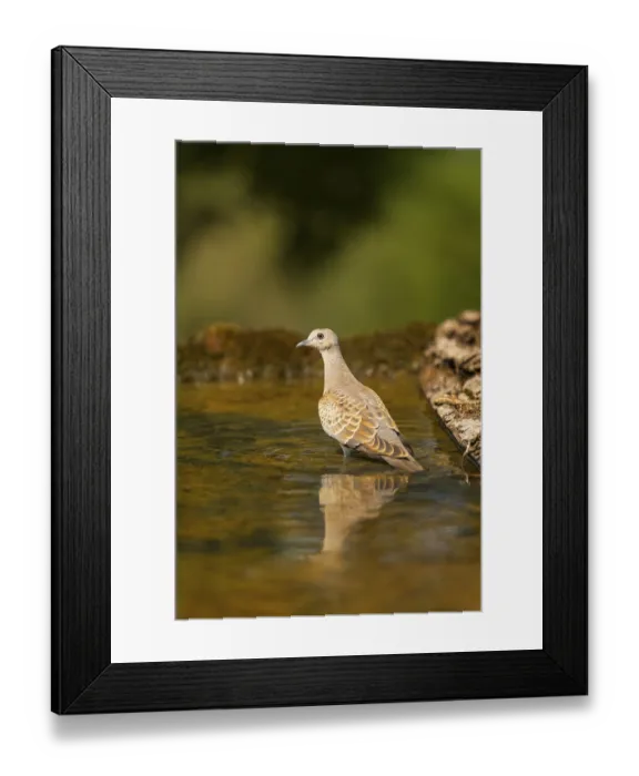 Framed Print : European turtle dove (Streptopelia turtur) at a water pool