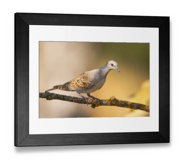 Framed Print : European turtle dove (Streptopelia turtur) sitting on a tree branch in a forest Framed Print : European turtle dove (Streptopelia turtur) sitting on a tree branch in a forest