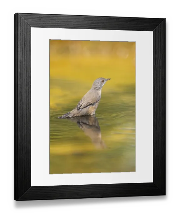 Framed Print : Western subalpine warbler (Curruca iberiae) at a water pool Framed Print : Western subalpine warbler (Curruca iberiae) at a water pool