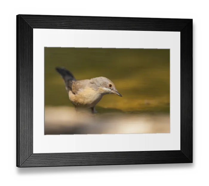 Framed Print : Western subalpine warbler (Curruca iberiae) at a water pool