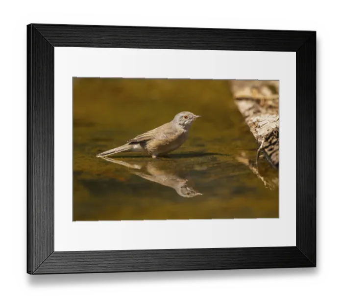 Framed Print : Western subalpine warbler (Curruca iberiae) at a water pool