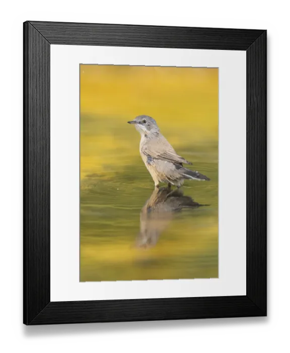 Framed Print : Western subalpine warbler (Curruca iberiae) at a water pool Framed Print : Western subalpine warbler (Curruca iberiae) at a water pool