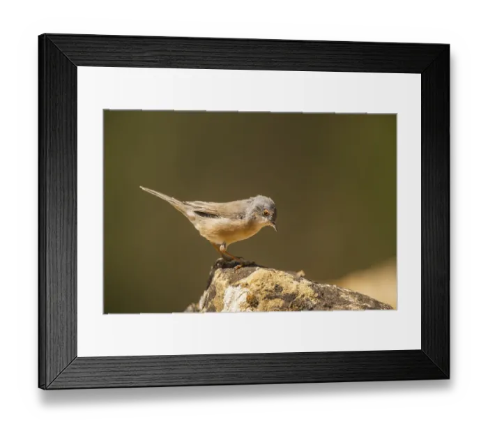 Framed Print : Western subalpine warbler (Curruca iberiae) sitting on a rock