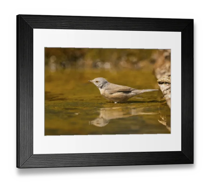 Framed Print : Western subalpine warbler (Curruca iberiae) at a water pool