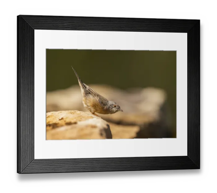 Framed Print : Western subalpine warbler (Curruca iberiae) sitting on a rock Framed Print : Western subalpine warbler (Curruca iberiae) sitting on a rock
