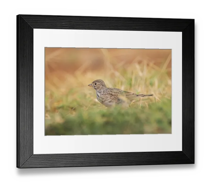 Framed Print : Meadow Pipit (Anthus pratensis) on a farmers field