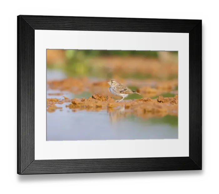 Framed Print : Meadow Pipit (Anthus pratensis) on a farmers field
