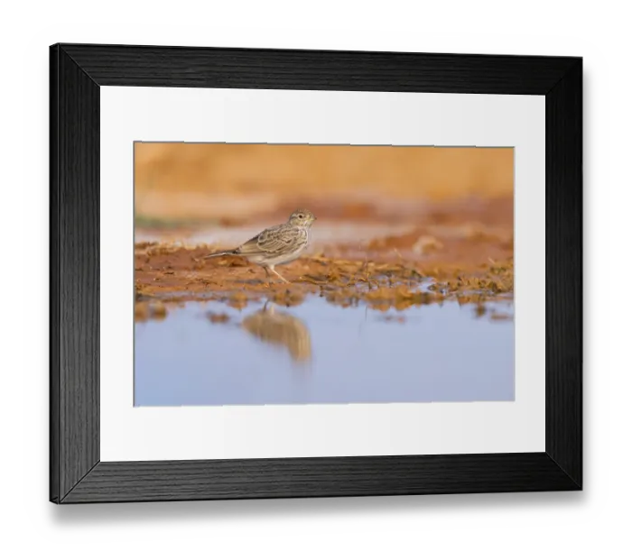 Framed Print : Meadow Pipit (Anthus pratensis) on a farmers field Framed Print : Meadow Pipit (Anthus pratensis) on a farmers field