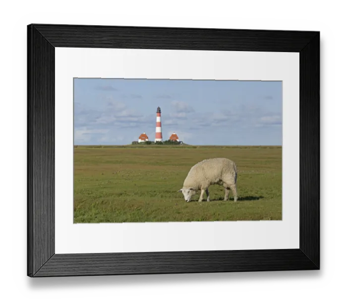 Framed Print : Sheep graze on salt marshes, behind Westerhever lighthouse Framed Print : Sheep graze on salt marshes, behind Westerhever lighthouse