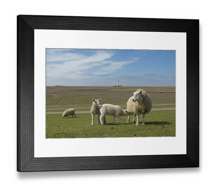 Framed Print : Ewe and lambs on dyke in front of Westerhever lighthouse
