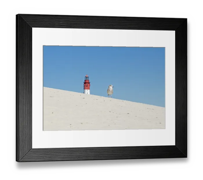 Framed Print : Dunes, young seagull, lighthouse Framed Print : Dunes, young seagull, lighthouse