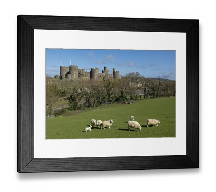 Framed Print : Sheep, lamb, castle, Conwy, Wales, Great Britain