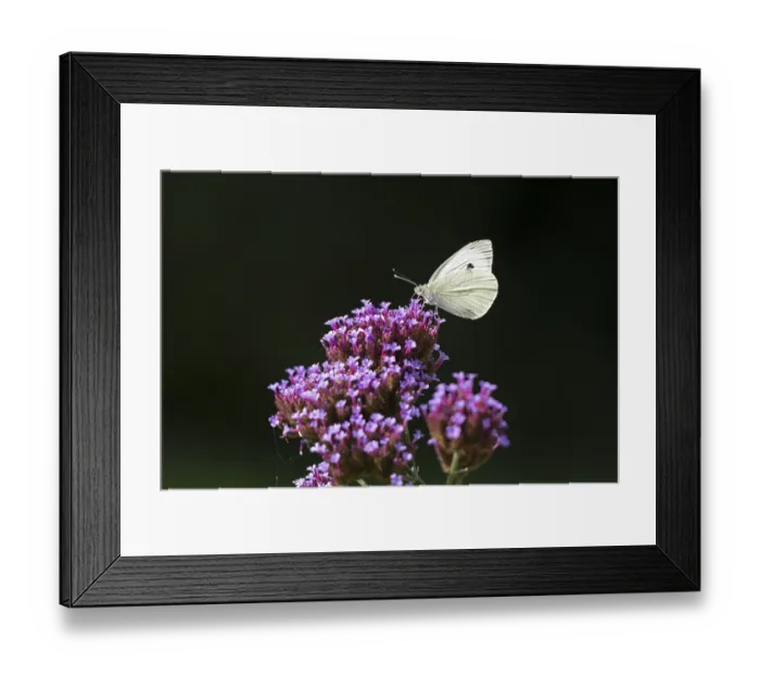 Framed Print : Butterfly, Cabbage butterfly (Pieris brassicae)
