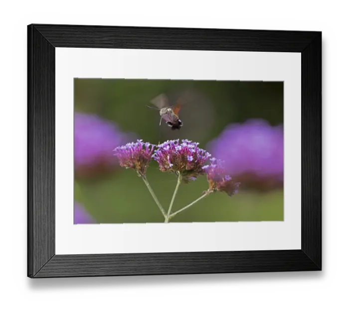Framed Print : Butterfly, pigeon tail (Macroglossum stellatarum)