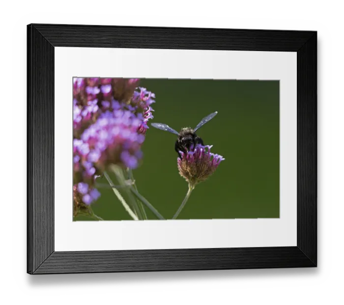 Framed Print : Wood bee (Xylocopa), Purpletop vervain (Verbena bonariensis) Framed Print : Wood bee (Xylocopa), Purpletop vervain (Verbena bonariensis)