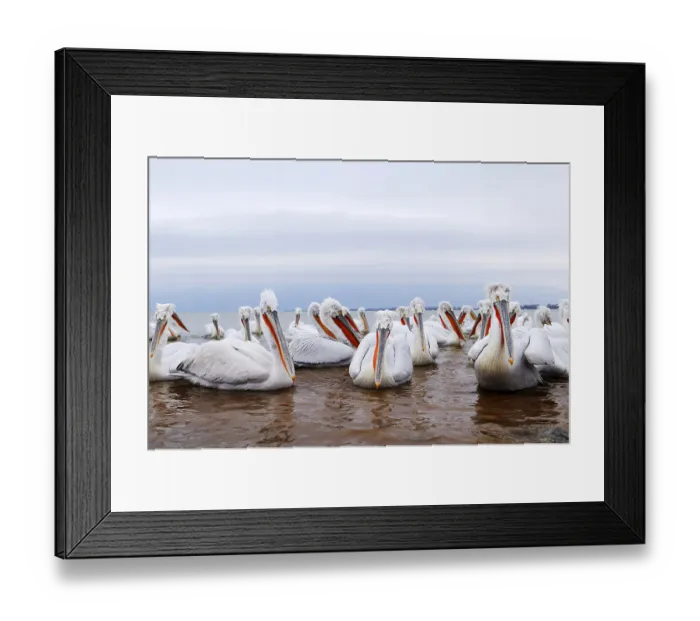 Framed Print : Dalmatian Pelicans (Pelecanus crispus)