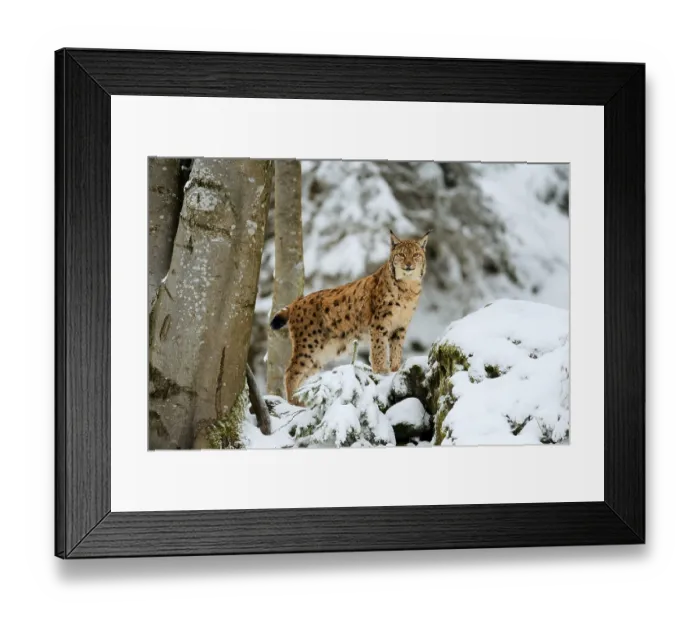 Framed Print : Lynx or Northern lynx (Lynx lynx)