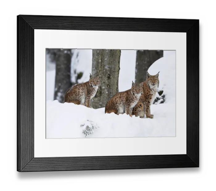 Framed Print : Eurasian lynxes (Lynx lynx), dam sits with cubs in the snow
