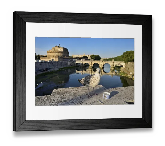 Framed Print : Young Mediterranean gull (Larus michahellis) Framed Print : Young Mediterranean gull (Larus michahellis)