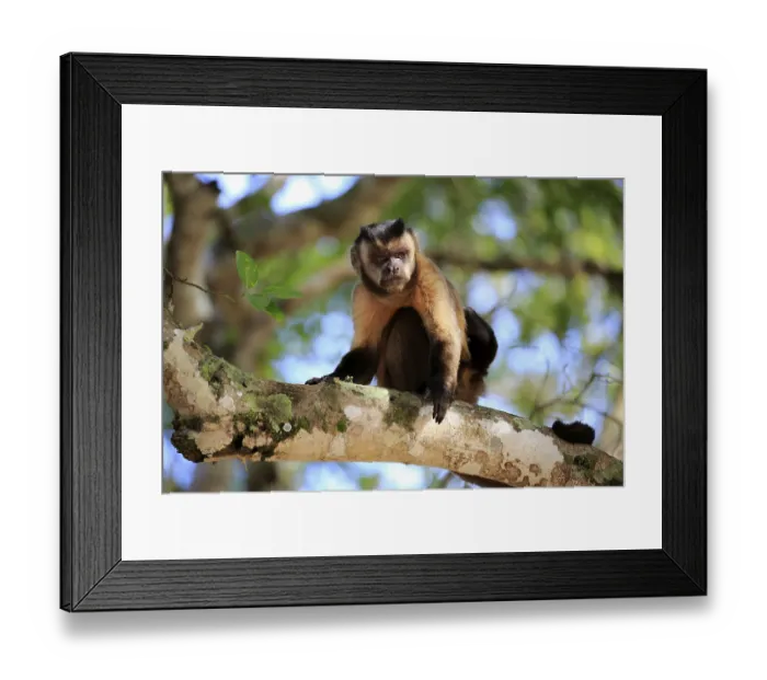 Framed Print : Tufted capuchin (Cebus apella)