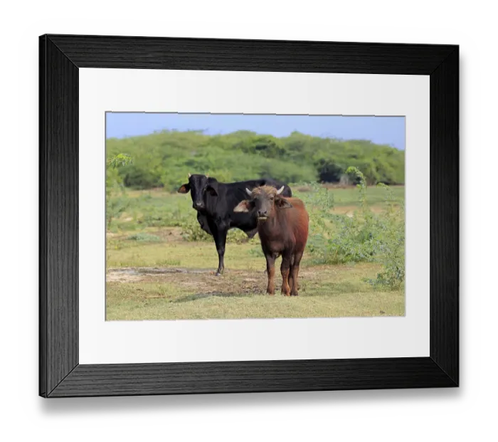 Framed Print : Water buffalo (Bubalus bubalis) Framed Print : Water buffalo (Bubalus bubalis)
