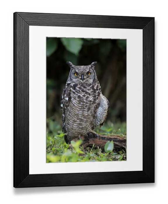 Framed Print : Spotted Eagle-Owl (Bubo africanus)