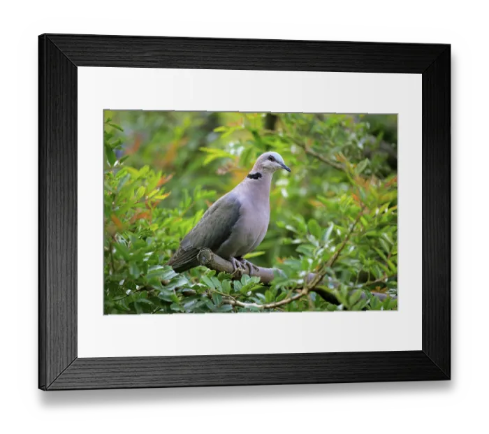 Framed Print : Red-eyed dove (Streptopelia semitorquata )